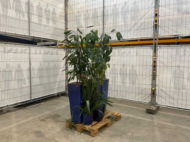 Plantenbakken met kamerplanten (5x) - afbeelding 2 van  8