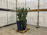Plantenbakken met kamerplanten (5x) - afbeelding 2 van  8