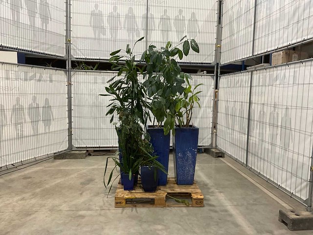 Plantenbakken met kamerplanten (5x) - afbeelding 3 van  8