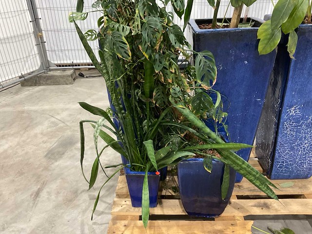 Plantenbakken met kamerplanten (5x) - afbeelding 4 van  8