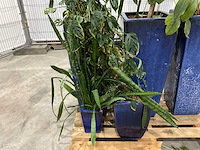 Plantenbakken met kamerplanten (5x) - afbeelding 4 van  8