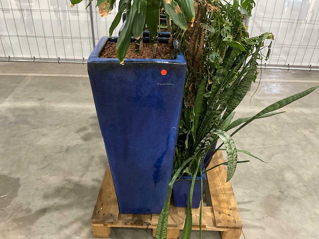 Plantenbakken met kamerplanten (5x) - afbeelding 5 van  8