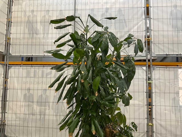 Plantenbakken met kamerplanten (5x) - afbeelding 6 van  8
