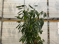 Plantenbakken met kamerplanten (5x) - afbeelding 6 van  8