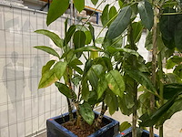 Plantenbakken met kamerplanten (5x) - afbeelding 7 van  8