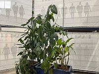 Plantenbakken met kamerplanten (5x) - afbeelding 8 van  8