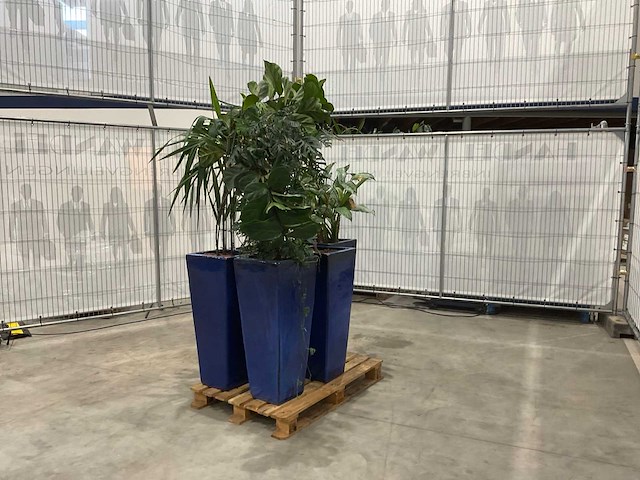 Plantenbakken met kamerplanten (5x) - afbeelding 1 van  7
