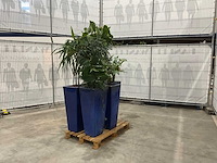 Plantenbakken met kamerplanten (5x) - afbeelding 1 van  7