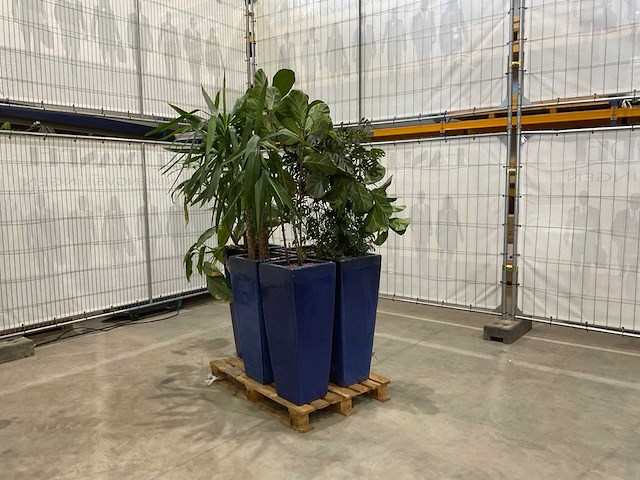 Plantenbakken met kamerplanten (5x) - afbeelding 2 van  7