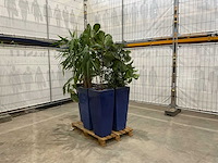 Plantenbakken met kamerplanten (5x) - afbeelding 2 van  7