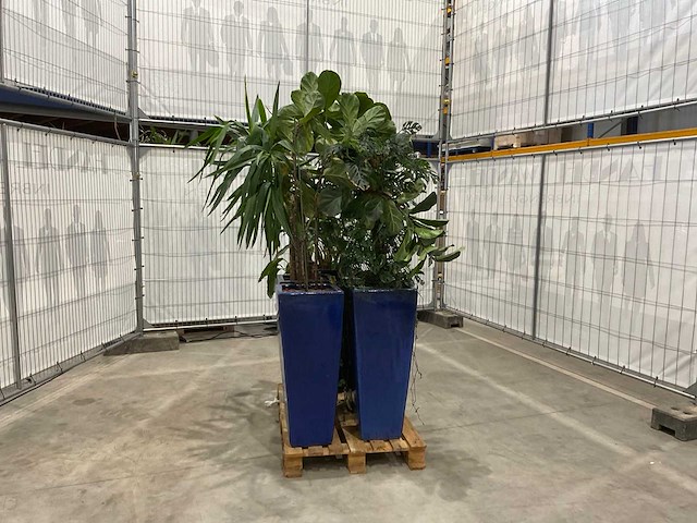 Plantenbakken met kamerplanten (5x) - afbeelding 3 van  7