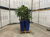 Plantenbakken met kamerplanten (5x) - afbeelding 3 van  7