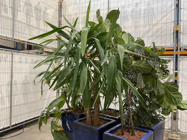 Plantenbakken met kamerplanten (5x) - afbeelding 4 van  7