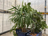 Plantenbakken met kamerplanten (5x) - afbeelding 4 van  7