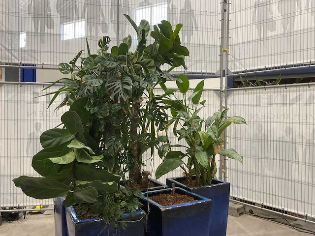Plantenbakken met kamerplanten (5x) - afbeelding 5 van  7