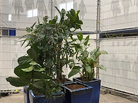 Plantenbakken met kamerplanten (5x) - afbeelding 5 van  7