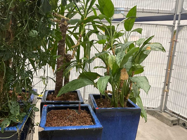 Plantenbakken met kamerplanten (5x) - afbeelding 6 van  7