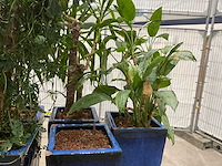 Plantenbakken met kamerplanten (5x) - afbeelding 6 van  7
