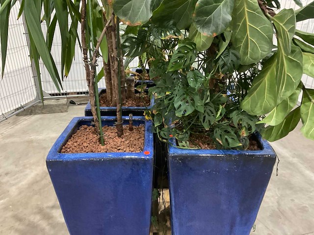 Plantenbakken met kamerplanten (5x) - afbeelding 7 van  7