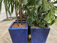 Plantenbakken met kamerplanten (5x) - afbeelding 7 van  7