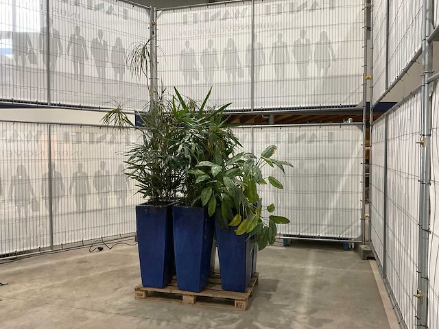 Plantenbakken met kamerplanten (6x) - afbeelding 1 van  8