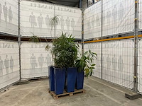 Plantenbakken met kamerplanten (6x) - afbeelding 2 van  8