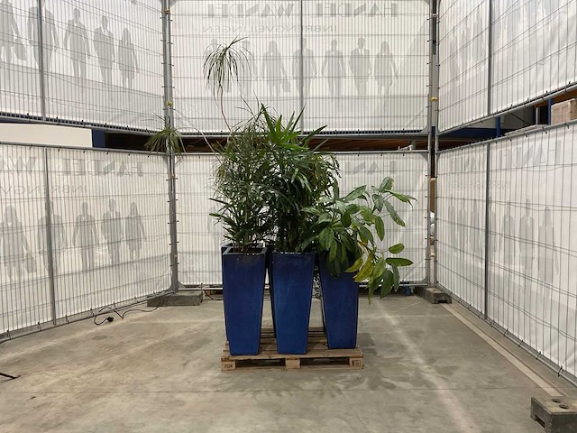 Plantenbakken met kamerplanten (6x) - afbeelding 3 van  8