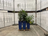 Plantenbakken met kamerplanten (6x) - afbeelding 3 van  8
