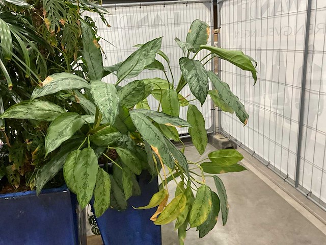 Plantenbakken met kamerplanten (6x) - afbeelding 4 van  8