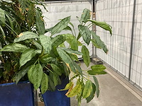Plantenbakken met kamerplanten (6x) - afbeelding 4 van  8