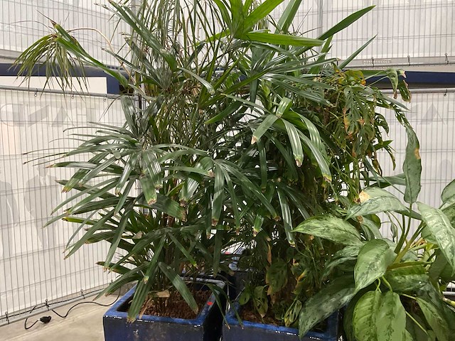 Plantenbakken met kamerplanten (6x) - afbeelding 5 van  8