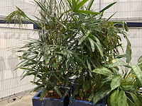 Plantenbakken met kamerplanten (6x) - afbeelding 5 van  8
