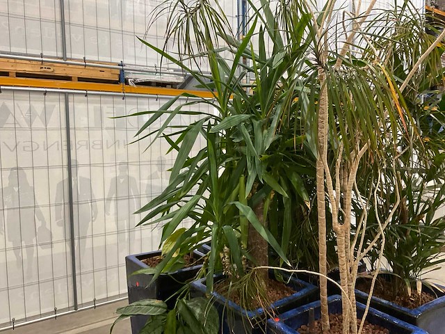 Plantenbakken met kamerplanten (6x) - afbeelding 6 van  8