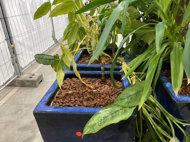 Plantenbakken met kamerplanten (6x) - afbeelding 7 van  8