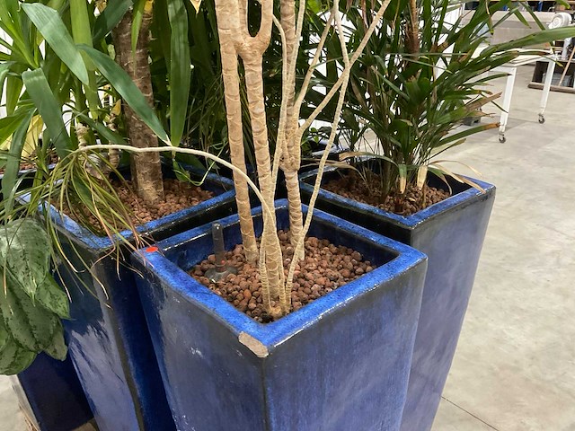 Plantenbakken met kamerplanten (6x) - afbeelding 8 van  8