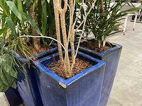 Plantenbakken met kamerplanten (6x) - afbeelding 8 van  8