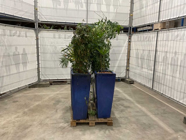 Plantenbakken met kamerplanten (6x) - afbeelding 1 van  5
