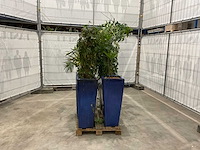 Plantenbakken met kamerplanten (6x) - afbeelding 1 van  5