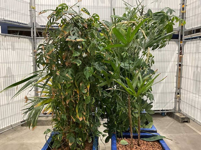 Plantenbakken met kamerplanten (6x) - afbeelding 2 van  5