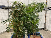 Plantenbakken met kamerplanten (6x) - afbeelding 2 van  5