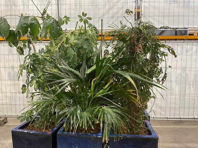 Plantenbakken met kamerplanten (6x) - afbeelding 3 van  5