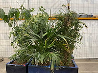 Plantenbakken met kamerplanten (6x) - afbeelding 3 van  5