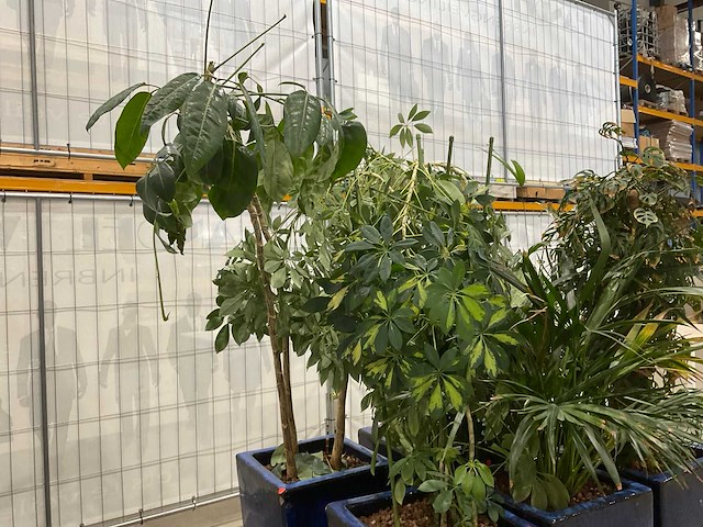 Plantenbakken met kamerplanten (6x) - afbeelding 4 van  5