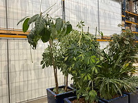 Plantenbakken met kamerplanten (6x) - afbeelding 4 van  5