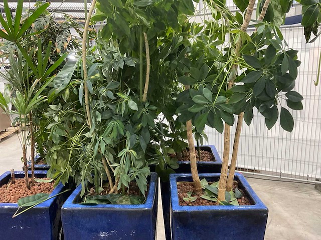 Plantenbakken met kamerplanten (6x) - afbeelding 5 van  5