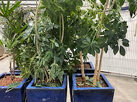 Plantenbakken met kamerplanten (6x) - afbeelding 5 van  5