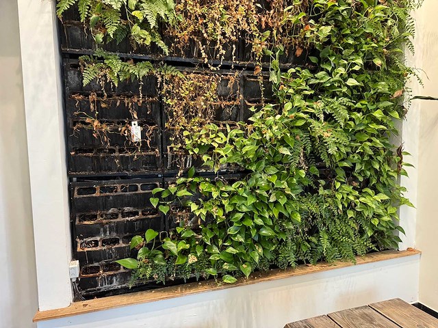 Plantenwand met zelfwerkend watersysteem. - afbeelding 3 van  10