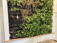 Plantenwand met zelfwerkend watersysteem. - afbeelding 3 van  10