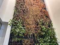 Plantenwand met zelfwerkend watersysteem. - afbeelding 4 van  10