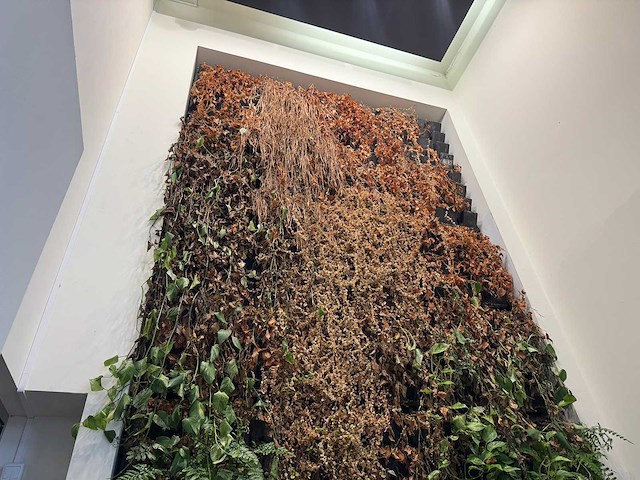 Plantenwand met zelfwerkend watersysteem. - afbeelding 5 van  10